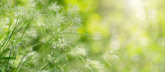 Canvas Print - Summer garden with a close up of airy hairgrass blooms Deschampsia cespitosa A floral background with copy space image