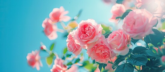 Poster - Pink roses blooming on a bush under a clear blue sky with selective focus in a copy space image