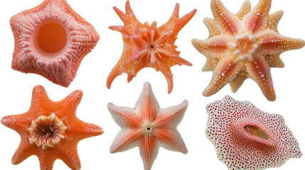 Poster - Colorful Starfish on a Transparent Background Generative AI