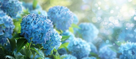 Poster - Vividly blossomed hydrangea flowers create a stunning display in the copy space image