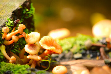 mushrooms in the forest on a rainy day