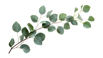 green eucalyptus branch leaves floral isolated on transparent background