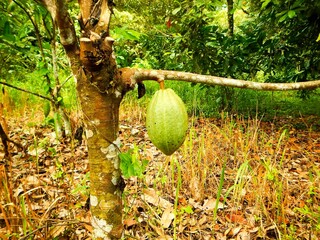 A cacao tree in Borneo island