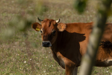 A brown cow is calmly standing in a wide green field while looking directly at the camera with an interesting expression on its face