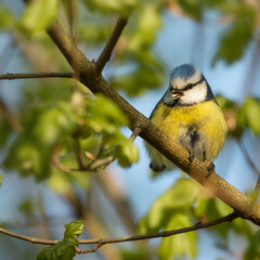 Blue tit with a sunflower seed in its beak sitting on a tree in spring