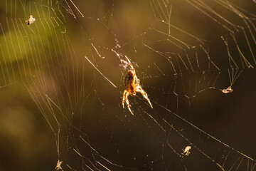 Wall Mural - spider on web
