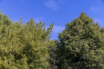 Wall Mural - different types of trees in the summer in sunny weather