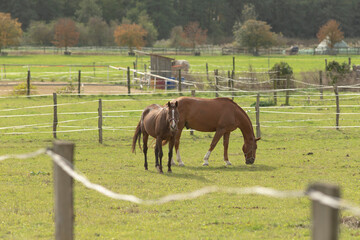 There are two beautiful horses peacefully grazing in a picturesque field located behind a sturdy fence that separates them from other areas