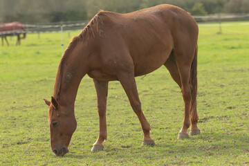 A beautiful brown horse is peacefully grazing in a lush, grassy field that stretches out under the clear blue sky