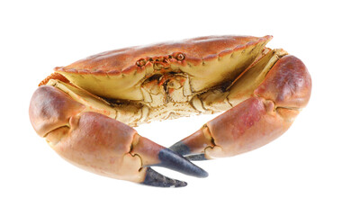 Wall Mural - One raw crab isolated on white. Sea food