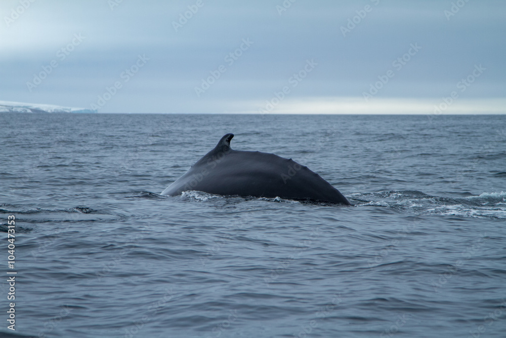 Whale Surfacing in Arctic Waters