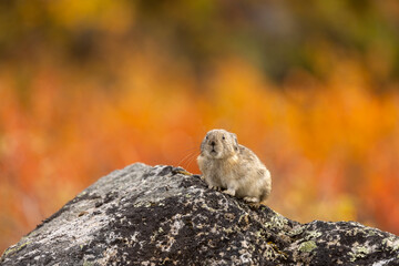 Collared Pika on a Rock in Denali National Park Alaska in Autumn