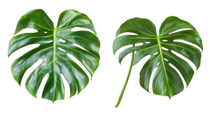 Poster - Set of Tropical Green Leaves on a Transparent Background for Design Generative AI