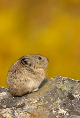 collared pika on a rock in denali national park alaska in autumn