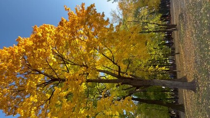 Poster - golden autumn in the park with yellow and orange maple leaves on tree branches