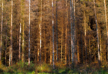  Autumn forest, brown pine trees in a row