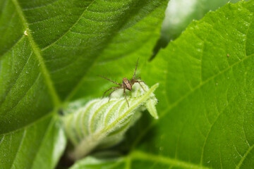 spider on leaf