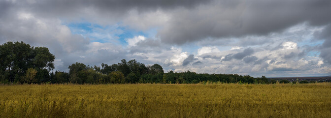 Wall Mural - autumn field of ripe soybeans against the background of a dark sky with clouds, deep autumn, panoramic photo