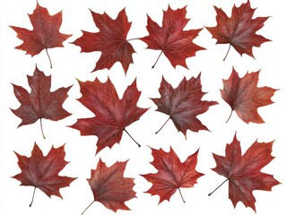 on a white background, autumn ginnala maple leaves are red