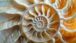 © IgitPro - Nautilus shell in closeup, showcasing its iconic spiral pattern. The shell's geometric design is a stunning piece of nature.
