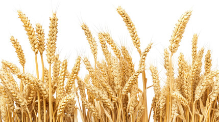 Poster - Collection of Golden Wheat Stalks From Expansive Wheat Fields Generative AI
