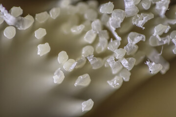 Macro close up of bristles of scrub brush.