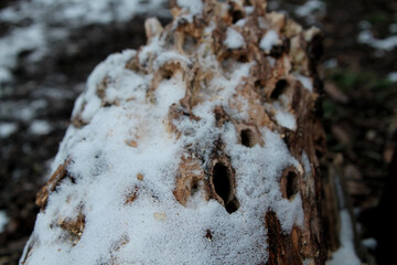 wood eaten by insects, porous wood texture