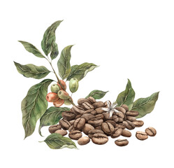 Freshly roasted coffee beans with botanical branch and berries of coffee tree. Watercolor hand drawn illustration, suitable for banner design, coffee pack packaging, shops and cafes, menu, postcards