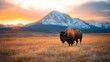 © Dulemegapixel - A lone bison walks across a golden field as the sun sets, casting a warm glow on the landscape with a picturesque snow-capped mountain in the distance.
