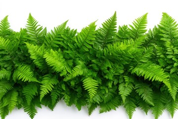 Wall Mural - lush green ferns against a white isolated background.