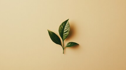 Wall Mural - A single tea leaf rests gracefully on a beige background, showcasing its vibrant green color and natural beauty in a serene setting. Generative AI