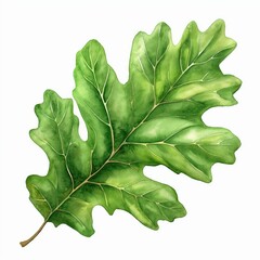 Wall Mural - a green oak leaf