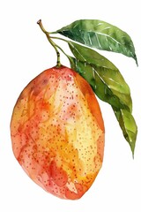 Wall Mural - a watercolor painting of a peach