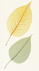 Poster - Close-up of Leaf with Central Veins and Color Variation