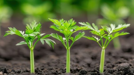 Vibrant carrots emerge from rich soil, showcasing the beauty of natures bounty in a thriving field.