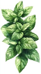 A watercolor illustration of fresh green basil leaves on a white background.