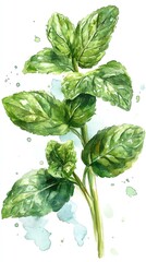 A watercolor painting of a sprig of fresh mint leaves with a white background and blue watercolor splatters.