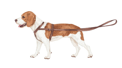 Wall Mural - A playful beagle dog stands wearing a harness, showcasing its friendly demeanor against a black background.