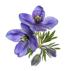 Christmas aconite Flower isolated on white background.