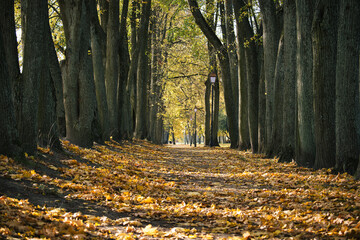 Wall Mural - Peaceful autumn walkway lined with tall trees under golden sunlight