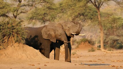 Sticker - Two large African elephant bulls (Loxodonta africana) in natural habitat, Chobe National Park, Botswana