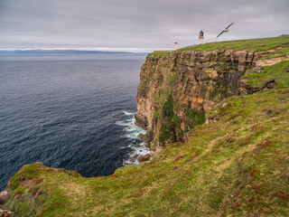 Scotland Cliffs with Lighthouse and Birds