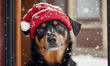 © Nordic - Pet Ridgeback dog wearing santa claus hat, sitting by a window with snowing background