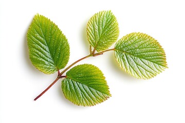 Poster - Close-up shot of two green leaves on a white background