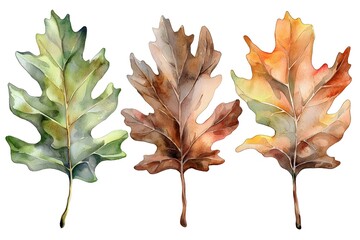 Watercolor Oak Leaves in Earthy Tones of Orange  Brown  and Green on White Background