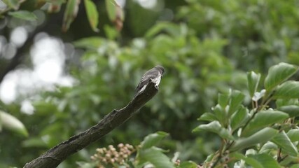 Wall Mural - grey streaked flycatcher in a forest