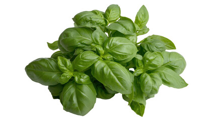 Wall Mural - Fresh basil leaves isolated on black background for culinary and health use - transparent background png