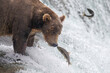 © Cavan Images - Brown Bear Fishing for Salmon at Brooks Falls
