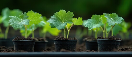 Canvas Print - Close-up of young green seedlings growing in black pots.