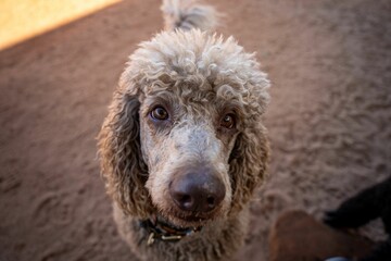 Curious Poodle on Sandy Ground